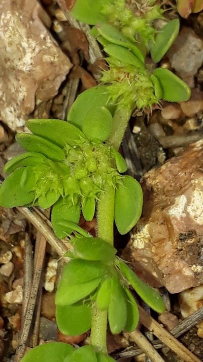 Paronychia echinulata, photographed by Alessia Guggisberg