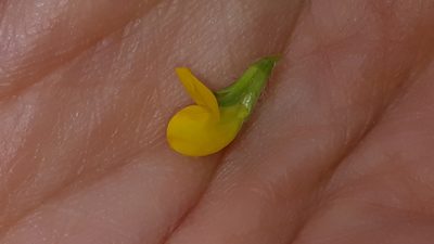 Lotus ornithopodioides, photographed by Alessia Guggisberg