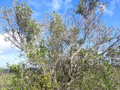 Olea europaea, photographed by Duarte Frade