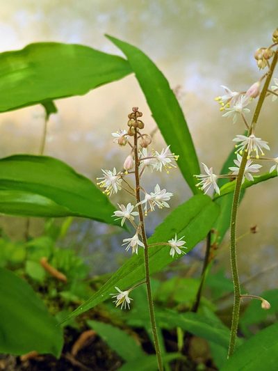 Tiarella wherryi, photographed by Kristi Zoebelein