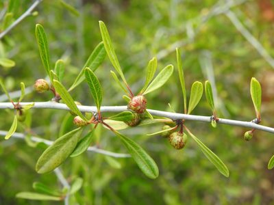 Rhamnus oleoides, photographed by Duarte Frade