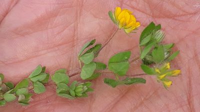 Lotus parviflorus, photographed by Alessia Guggisberg