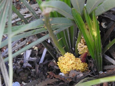 Chamaerops humilis, photographed by Duarte Frade