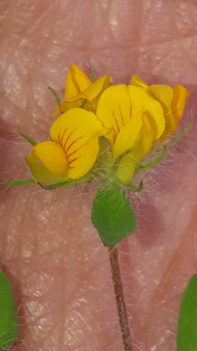 Lotus parviflorus, photographed by Alessia Guggisberg