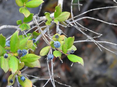 Myrtus communis, photographed by Duarte Frade