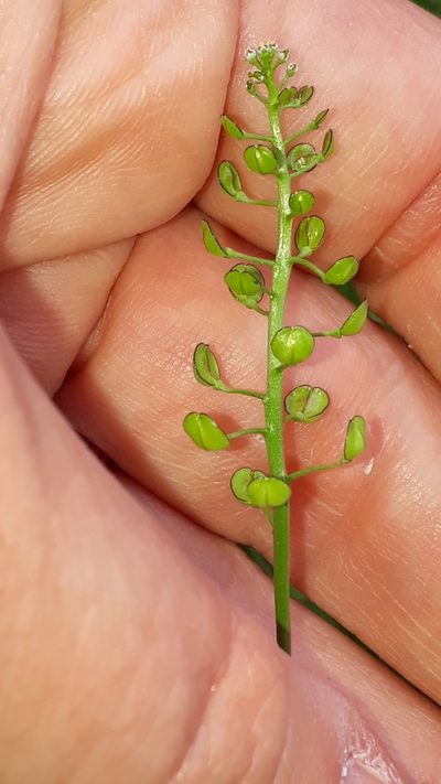 Teesdalia coronopifolia, photographed by Alessia Guggisberg