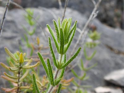 Teucrium haenseleri, photographed by Duarte Frade