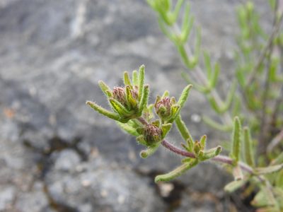 Teucrium haenseleri, photographed by Duarte Frade