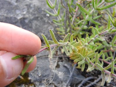 Teucrium haenseleri, photographed by Duarte Frade