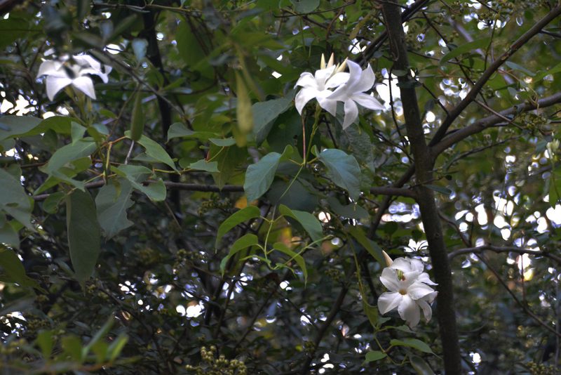 Mandevilla laxa, photographed by Tomás Carranza Perales