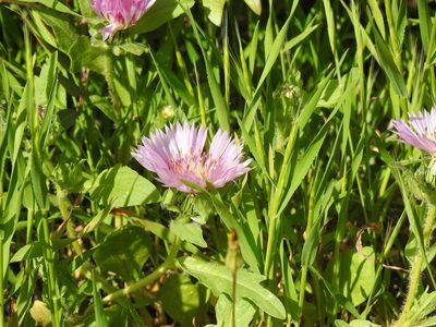 Centaurea pullata, photographed by Duarte Frade