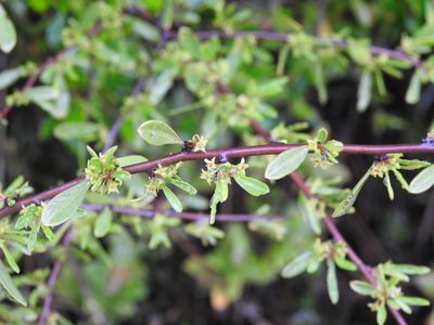 Rhamnus oleoides, photographed by Duarte Frade