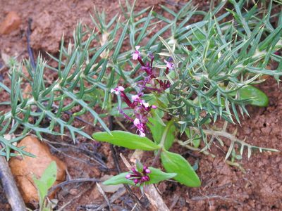 Valeriana cornucopiae, photographed by Duarte Frade