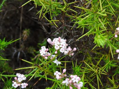Hexaphylla hirsuta, photographed by Duarte Frade
