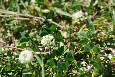 Trifolium nigrescens, photographed by WATANABE Hitoshi 渡辺仁