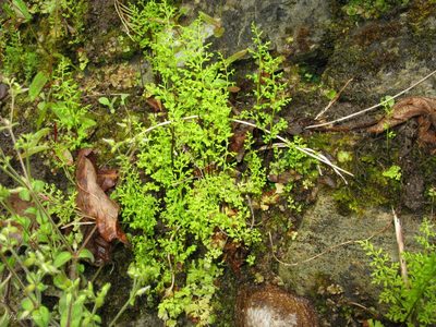 Anogramma leptophylla