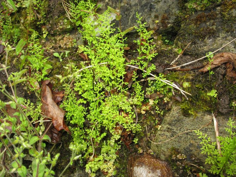 Anogramma leptophylla, photographed by José Luis Camaño
