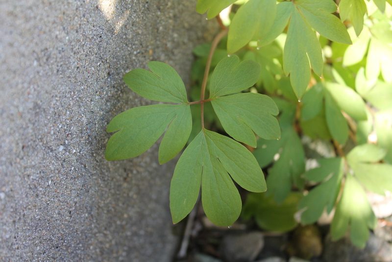Lamprocapnos spectabilis, photographed by Violet T.