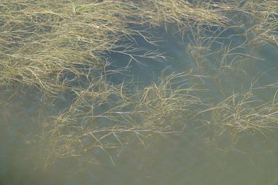 Stuckenia pectinata, photographed by WATANABE Hitoshi 渡辺仁
