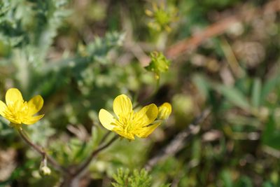 Ranunculus sardous, photographed by WATANABE Hitoshi 渡辺仁
