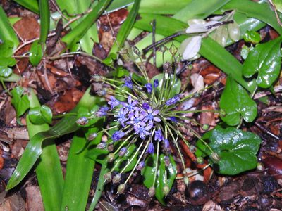 Scilla peruviana, photographed by Duarte Frade
