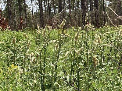 Pterocaulon pycnostachyum, photographed by meflowers900
