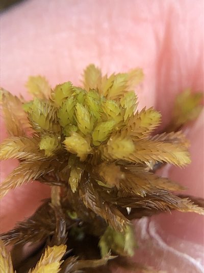 Sphagnum pulchrum, photographed by Young Jun Lee
