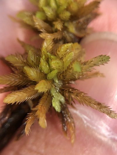 Sphagnum pulchrum, photographed by Young Jun Lee