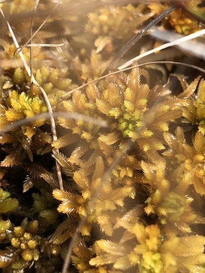 Sphagnum pulchrum, photographed by Young Jun Lee