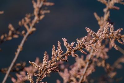 Tamarix dalmatica, photographed by WATANABE Hitoshi 渡辺仁