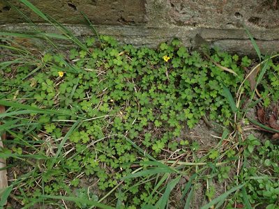 Oxalis exilis, photographed by Daniel Cahen