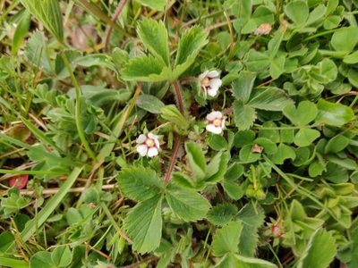 Potentilla micrantha, photographed by Davide Puddu
