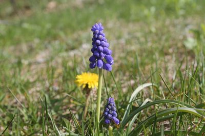 Muscari botryoides, photographed by Violet T.