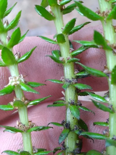 Myriophyllum heterophyllum, photographed by Scott Ward