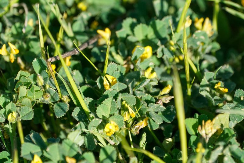 Medicago littoralis, photographed by WATANABE Hitoshi 渡辺仁