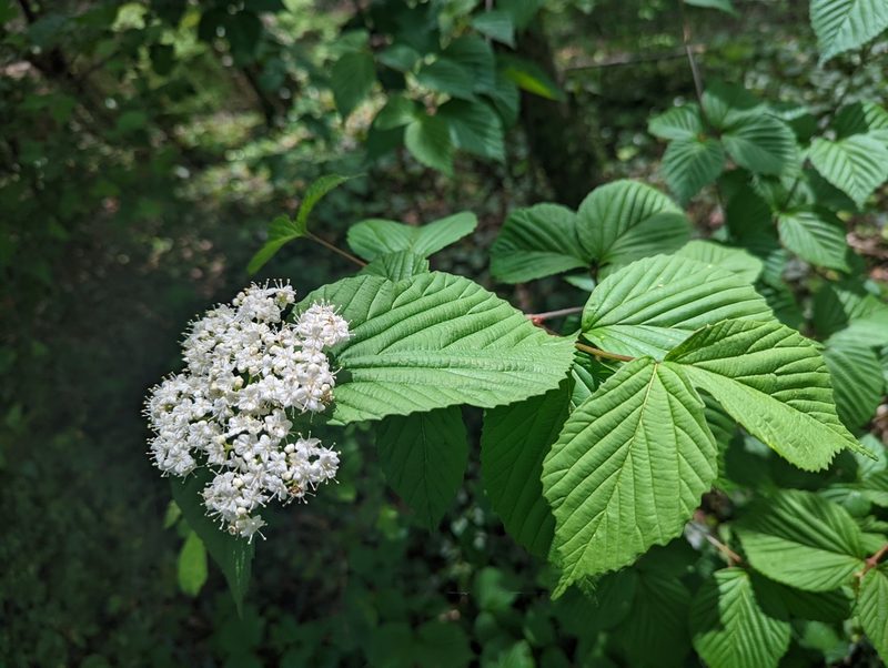 Viburnum wrightii, photographed by Martin Kalfatovic