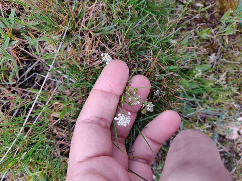 Teesdalia coronopifolia, photographed by Davide Puddu