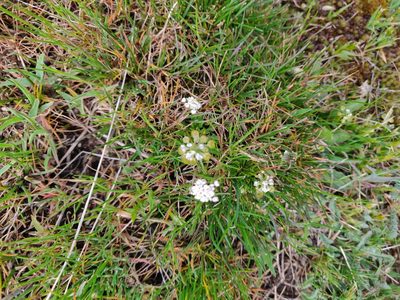 Teesdalia coronopifolia, photographed by Davide Puddu