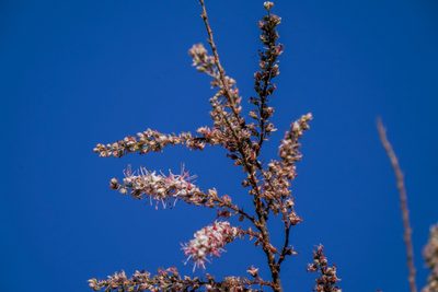 Tamarix dalmatica, photographed by WATANABE Hitoshi 渡辺仁