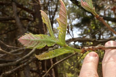 Quercus bicolor, photographed by Jeff Clark