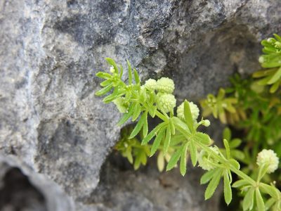 Galium verrucosum, photographed by Duarte Frade