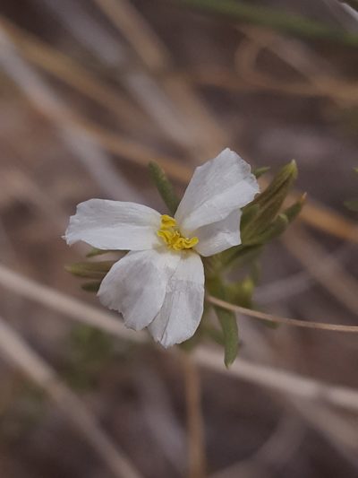 Frankenia jamesii, photographed by Alex Abair