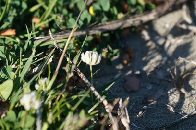 Trifolium nigrescens, photographed by WATANABE Hitoshi 渡辺仁