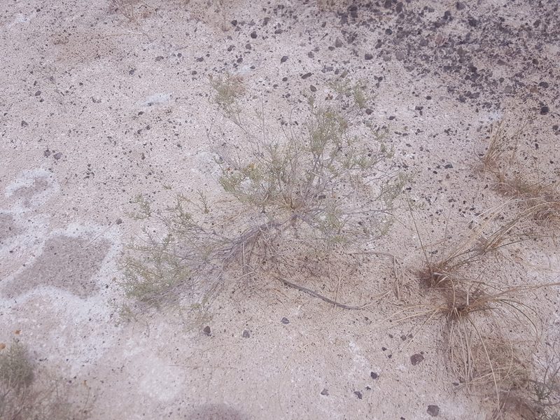 Pseudoclappia arenaria, photographed by Alex Abair