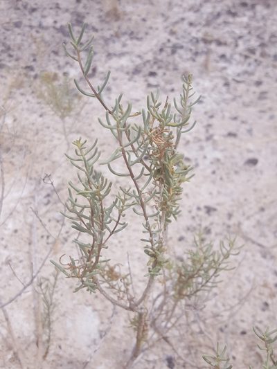 Pseudoclappia arenaria, photographed by Alex Abair