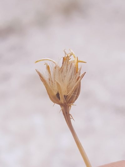 Pseudoclappia arenaria, photographed by Alex Abair