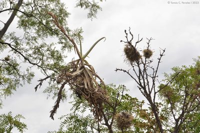 Tillandsia duratii, photographed by Tomás Carranza Perales