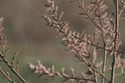 Tamarix dalmatica, photographed by WATANABE Hitoshi 渡辺仁