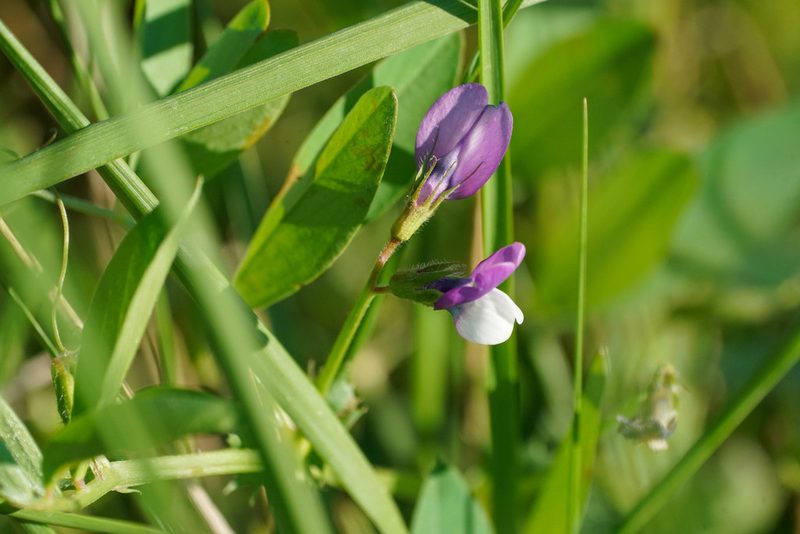 Vicia peregrina, photographed by WATANABE Hitoshi 渡辺仁