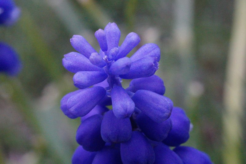 Muscari neglectum, photographed by Jack Forrester
